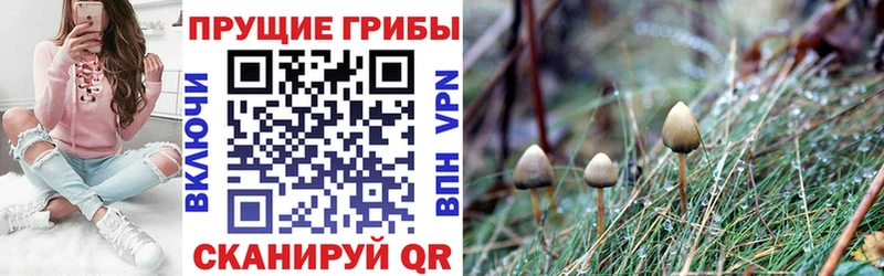 Купить где  Карачаевск  Галлюциногенные грибы Psilocybe 
